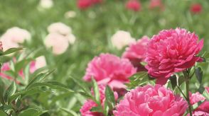 大輪の花鮮やかに　岩瀬牧場でしゃくやくまつり　福島・鏡石町