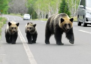 ヒグマ駆除「特殊部隊と戦うようなもの」　北海道の猟友会が協力辞退