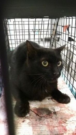 しっぽと足を失った野良の黒猫　「外では生きていけない。家族に迎えたい」　保護団体に緊急相談が寄せられた　　