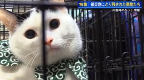 被災地に取り残された動物たちを救え　能登半島地震から半年　広島のボランティアが連れ帰った猫の里親探し