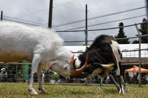 史上初！　111キロのヤギが優勝、多良間島の闘ヤギ大会ピンダアース　沖縄