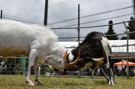 史上初！　111キロのヤギが優勝、多良間島の闘ヤギ大会ピンダアース　沖縄