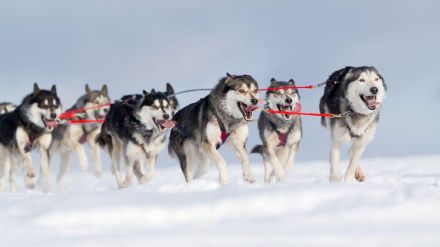 ショッピングモールで100頭ものハスキー犬が追いかけっこ!?　犬たちの大脱走劇が話題