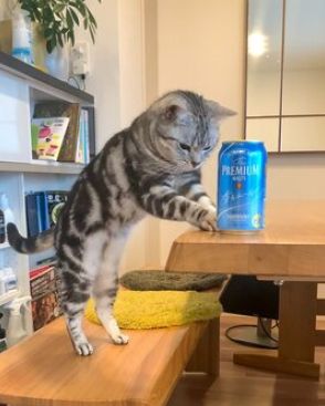 「限界まで飲んじゃう」猫の居酒屋？ドリンクを提供する猫が話題「私はソフトドリンクで」