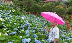 1万株の「青の海」　雨に映えるアジサイ「神聖に感じる」　鮮やかなピンクのノボタンも　本部町・よへなあじさい園