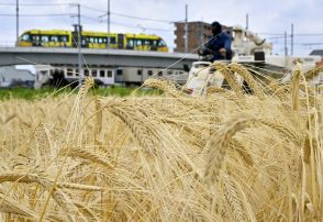 栃木県内各地で“麦秋”　LRT、黄金色の景色の中を行く