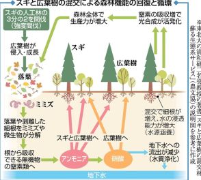 生物多様性の森づくりへスギ林を広葉樹混交林に　地下水浄化、水源涵養も期待