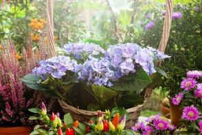 梅雨ガーデンの主役「アジサイ」で楽しむ寄せ鉢。隣に並べて愛でたい＜リーフ・樹木・花＞