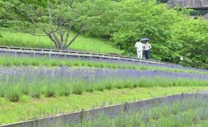 紫の花、一面に　有田町「チャイナ・オン・ザ・パーク」でラベンダーが見頃　6月初旬まで