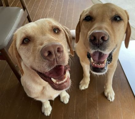 「ねっっっっむぅ…」ショボショボな目でお見送りする愛犬2匹が健気…眠くても毎日のことなのか飼い主に聞いた