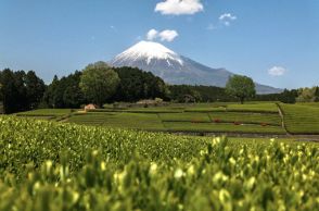 日本の絶景「茶畑」10選！日本茶カフェや体験ができるスポットを紹介【2024】