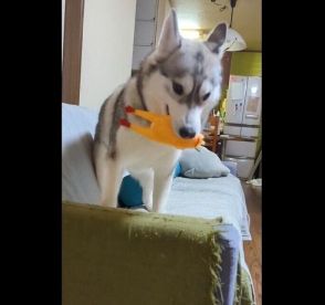 「取ってこい遊び」をする犬の態度が、まるで上から目線？　飼い主への「雑な渡し方」にクスッ！