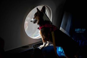 愛犬との上質な空の旅を実現する航空会社、米国で就航、犬用スパやシャンパンで、ファーストクラス並みのサービス提供