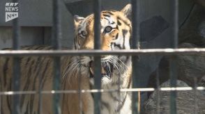 風格と威厳…子猫のような好奇心も…徳山動物園のアムールトラのケン18歳で死ぬ　