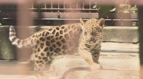２月生まれのジャガーの名前「琥珀」に！とべ動物園で決定　石言葉にちなみ「ずっと健康で」【愛媛】