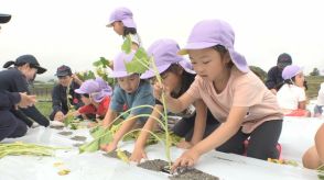 園児がサツマイモの植え付け体験　高校生が農業の魅力を伝える　香川・綾川町