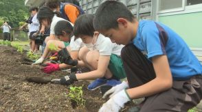 「藍染」を再び盛り上げよう！山口県内有数の藍染の産地だった萩・川上地区　児童が苗植えを体験