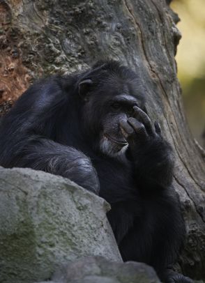 生後すぐ死んだ我が子を3カ月抱き続けるチンパンジー。スペインの動物園「悲しみの行動は尊重したい」