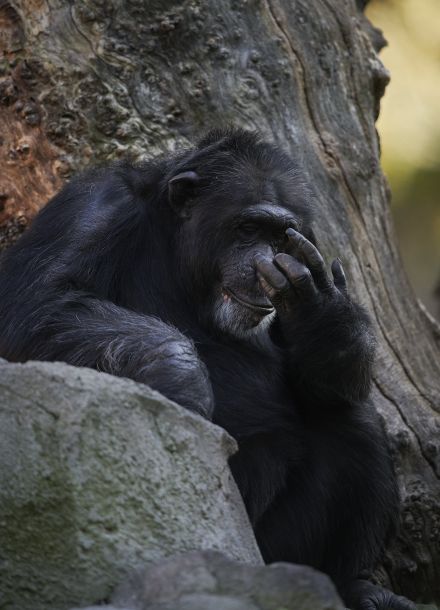 生後すぐ死んだ我が子を3カ月抱き続けるチンパンジー。スペインの動物園「悲しみの行動は尊重したい」