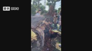 まつり中にあわや大事故…11歳女児けが　樹齢50年以上、高さ10mのポプラの木が倒れる　周りの3本も腐食　