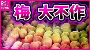 日本一の「梅の産地」和歌山がピンチ　暖冬で大不作　ひょうによる傷も…JA「傷はあっても味には影響ない」