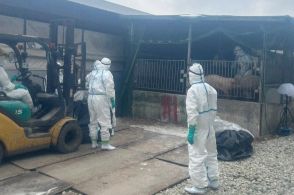 栃木・那須塩原の農場で豚熱確認　1万6000頭殺処分　今年6例目