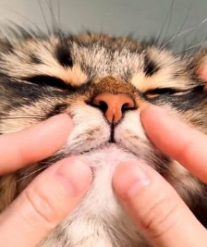 猫の「ミニミニ前歯」に感謝の声が続出「この小さな噛み合わせ、猛烈に好き」