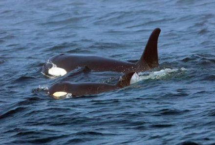 海に飛び込みシャチに「体当たり」。NZ当局が「恐ろしい結果を招いていた可能性がある」と警告