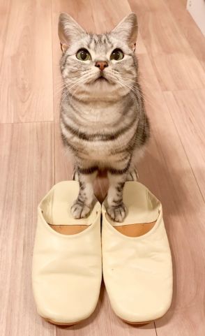 猫を白菜おくるみに包んだら、予想外の見た目に…！ たまらない愛らしさに「おいしそう」「ロールキャベツみたい」と5.4万いいね