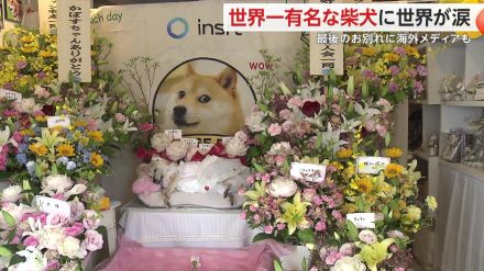 「かぼちゃんを通じて世界中の人と知り合えた」世界一有名な柴犬“かぼすちゃん”天国へ…世界各国から追悼に長蛇の列