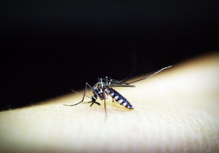９０％が殺虫剤に耐性…マラリア「ゾンビ蚊」の恐怖