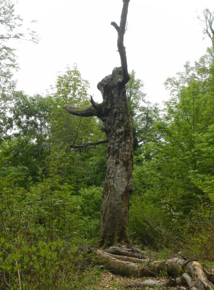 白神山地「マザーツリー」枯死　樹齢400年、台風被害で樹勢衰え