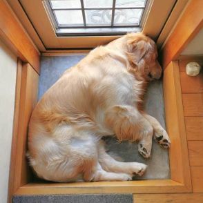 「気温が上がると観測されるオカッテグチハマリーヌ」　“正方形で眠る”大型犬に大反響