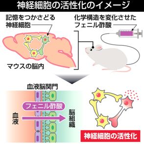 バナナなどのにおい物質　脳細胞の働きすスメル効果　福島医大など研究チーム発表　記憶や運動機能改善