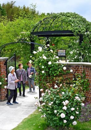 【花紀行】プリンス・ウィリアムズ・パーク内・英国庭園のバラ（福島県本宮市）