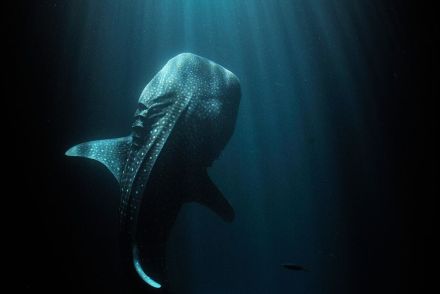 世界最大の魚ジンベエザメが人知れず消えていっている恐れ、脅威を過小評価か、最新研究