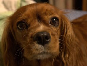 犬や猫もご長寿表彰　満15歳以上、「終生飼養」促進狙い　京都