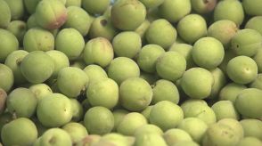 竜峡小梅の出荷スタート  今年は果実の多い「表年」 健康増進に 「ウメはその日の難逃れ」