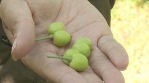 去年の猛暑に加え雪が少なく乾燥も要因の一つ　山形県内でサクランボの「双子果」目立つ