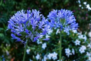 初夏ガーデンを彩る「涼やかブルー系の花」多年草・一年草・低木＜厳選7つ＞