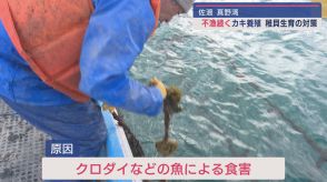 不漁続く佐渡のカキ養殖 広島から稚貝仕入れ 対策は【新潟・佐渡市】