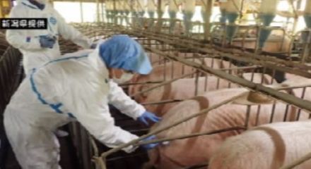 栃木県で豚熱発生受けて　県も対策確認　ワクチンは接種済み・防護柵など設置を【新潟】