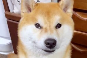 これぞ、柴犬の換毛期！山盛りの抜け毛と並んだ写真に「何頭ぶんですか？」と驚きの声続出