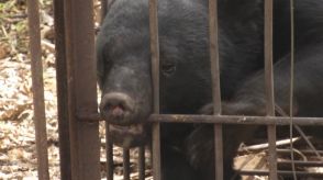 毎年6月は熊の出没激増!山形県「クマ出没注意報」発令　3年連続の発令で注意を呼び掛け