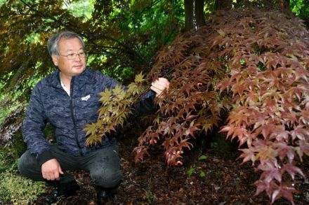 福島県石川町の仲田種苗園社長の仲田茂司さん　２０２５年大阪・関西万博の会場でモミジ披露　親子２代で世界にアピール