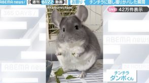 隠し撮りバレた～！カメラに気づいた途端、逃げ出すチンチラに「盗撮感が出ていて可愛い」「なんていい反応！」と反響