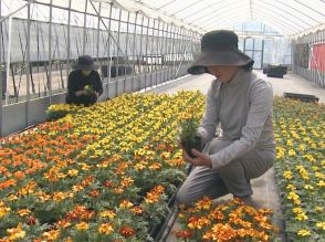 ガーデニング等に人気…初夏の花「マリーゴールド」の出荷が最盛期 メキシコ原産で暑さに強く 三重・紀北町