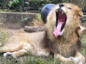 ライオンがいなくなっちゃった…平川動物公園の「ジオン」、20歳11カ月の大往生