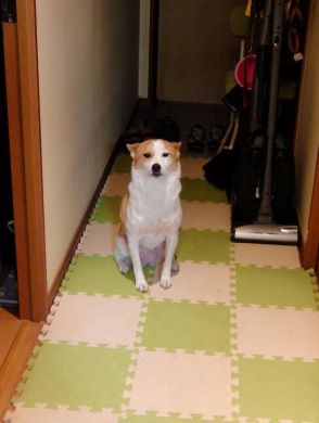 お耳がペタン…飼育放棄による元保護犬のイタズラの思い出写真に反響「何やらかした？」「ソファか？ゴミ箱か？」