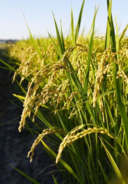 食料安全保障確保へ改正法成立　農業基本法、地球温暖化に対応